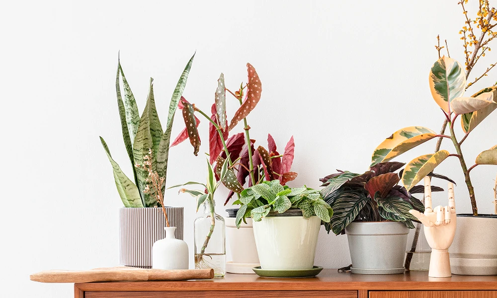 Why Potted Plants Are Popular for Modern Homes in Singapore